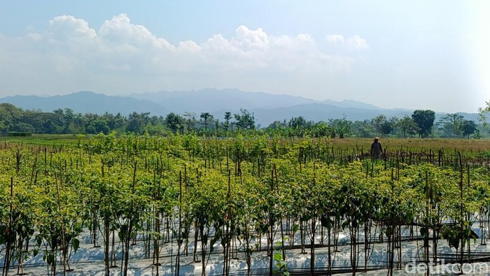 Petani sedang menggarap lahan di kawasan Padukuhan Jetis, Depok, Sendangsari, Minggir, Sleman, Senin (17/6/2024).