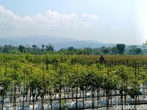 Hama Tikus Masih Jadi Momok, Hasil Panen Petani Kapanewon Minggir Berkurang 20%