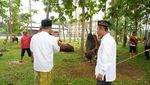 Polda Sumut Rayakan idul Adha dan Berkurban Ratusan Ekor Hewan