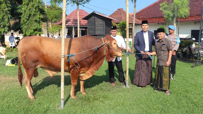 Polres Jombang menyerahkan sapi kurban.