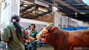Melihat Puluhan Hewan Kurban Dipotong di RPH Surabaya