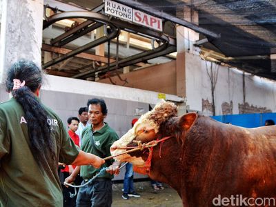 Melihat Puluhan Hewan Kurban Dipotong di RPH Surabaya