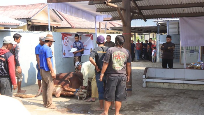 Proses penyembelihan hewan kurban di Indramayu