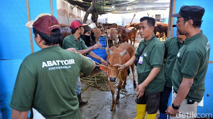 RPH Surabaya menyelenggarakan penyembelihan hewan kurban.