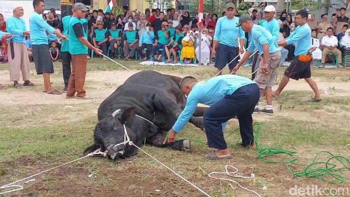 Sapi Bonbon, kurban dari Jokowi, sebelum disembelih.