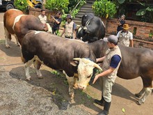 Siap-siap Melow! Ini Condrosimo dan 3 Sapi Kurban Irfan Hakim