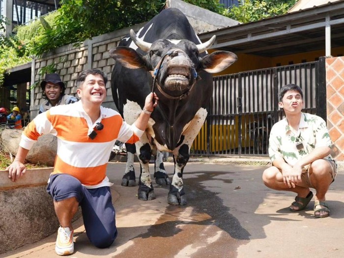 Sapi-sapi Irfan Hakim