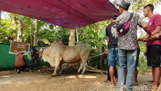 Proses penyembelihan Satrio Bimo, sapi kurban bantuan Presiden Jokowi di Pringtali, Jatimulyo, Girimulyo, Kulon Progo, Senin (17/6/2024).