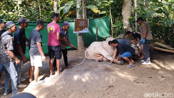 Proses penyembelihan Satrio Bimo, sapi kurban bantuan Presiden Jokowi di Pringtali, Jatimulyo, Girimulyo, Kulon Progo, Senin (17/6/2024).
