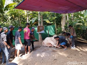 Sapi Jumbo Kurban Jokowi Disembelih di Kulon Progo, Libatkan 30 Orang