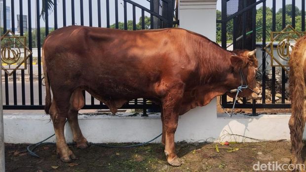 Salah satu sapi kurban milik Kris Dayanti.
