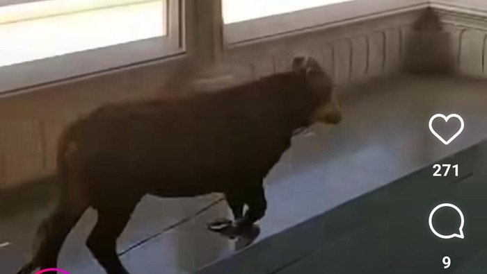 Sapi kurban di Masjid Agung Solo lepas saat hendak disembelih, Senin (17/6/2024).