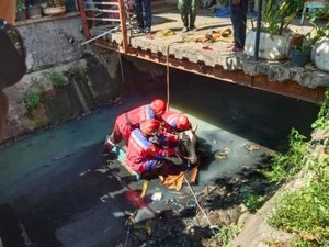 Sapi Kurban di Surabaya Tercebur ke Sungai Usai Kaget Dengar Klakson Motor