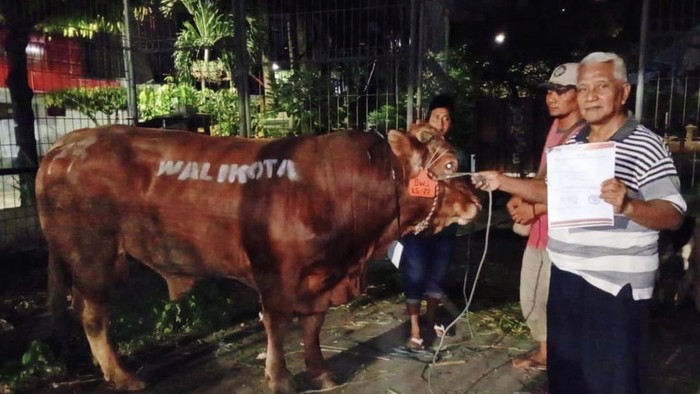 Sapi kurban Eri di DPD Partai Golkar Surabaya.