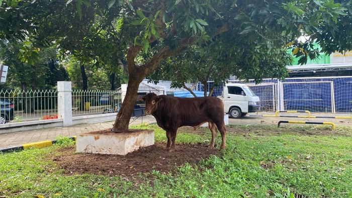 Sapi kurban Gibran yang disumbangkan ke Masjid Al-Azhar, Jaksel