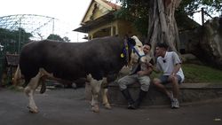 Siap-siap Melow! Ini Condrosimo dan 3 Sapi Kurban Irfan Hakim