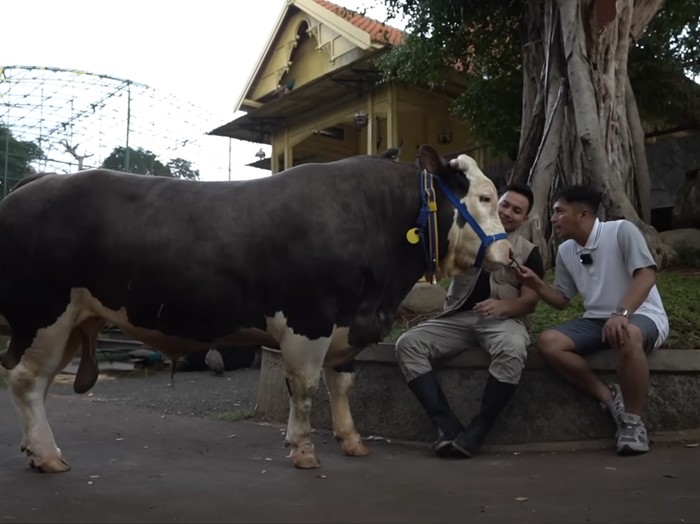 Sapi-sapi Irfan Hakim
