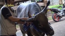 Siap-siap Melow! Ini Condrosimo dan 3 Sapi Kurban Irfan Hakim Siap-siap Melow! Ini Condrosimo dan 3 Sapi Kurban Irfan Hakim