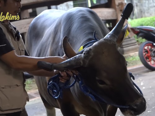 Sapi-sapi kurban Irfan Hakim