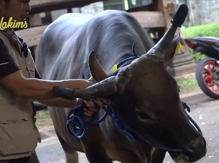 Sapi-sapi kurban Irfan Hakim