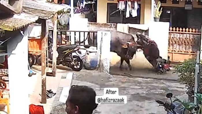 Sapi Kurban Mengamuk di Jakarta Timur, Menabrak Motor dan Menyebabkan Kerusakan