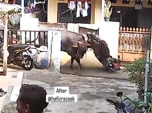 Sapi Kurban di Jaktim Lepas-Seruduk Motor Warga