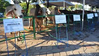Sapi tersebut berjenis peranakan ongole (PO) dan merupakan sapi lokal asli Lamongan.