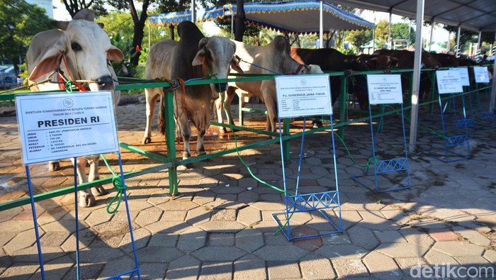 Sapi Kurban Presiden Jokowi di Masjid AL Akbar Surabaya