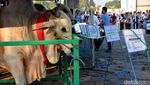 Sapi Kurban Jokowi Jadi Tontonan Warga di Masjid Al Akbar Surabaya