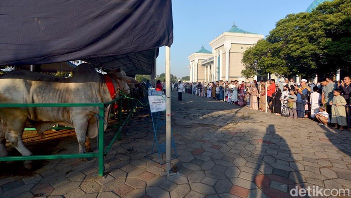 Sapi Kurban Presiden Jokowi di Masjid AL Akbar Surabaya Sapi Kurban Presiden Jokowi di Masjid AL Akbar Surabaya