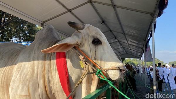 Sapi Kurban Jokowi Jadi Tontonan Warga di Masjid Al Akbar Surabaya