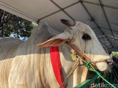 Sapi Kurban Jokowi Jadi Tontonan Warga di Masjid Al Akbar Surabaya