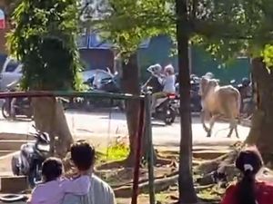 Sapi di Semarang Ngamuk Saat Disembelih, Seruduk Panitia-Kabur ke Jalan