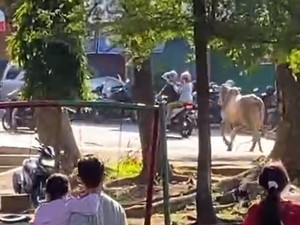 Sapi di Semarang Ngamuk Saat Disembelih, Seruduk Panitia-Kabur ke Jalan