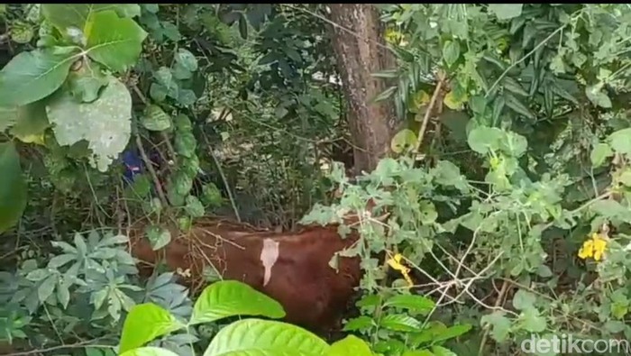 Proses evakuasi sapi yang terperosok di jurang daerah Prambanan, Sleman, Senin (17/6/2024).