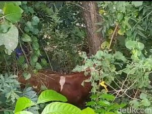 Sapi Kurban Ngamuk Saat Disembelih, Nyemplung Jurang 5 Meter di Prambanan