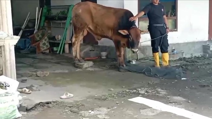 Penampakan sapi yang lepas di Candibinangun, Pakem, Sleman, Senin (17/6/2024).