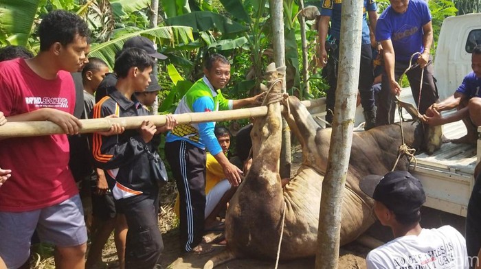 Amoksi Sapi Kurban Mengamuk di Klaten, Damkar Turun Tangan untuk Amankan Situasi