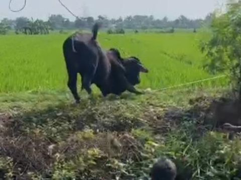 Sapi lepas di persawahan Desa Tulas, Kecamatan Karangdowo, Klaten.