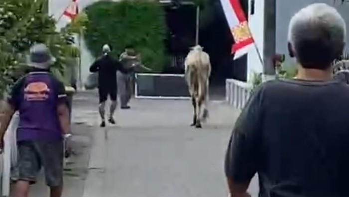 Tangkapan layar momen warga mengejar sapi kurban yang lepas dan lari di Sleman, Senin (17/6/2024).