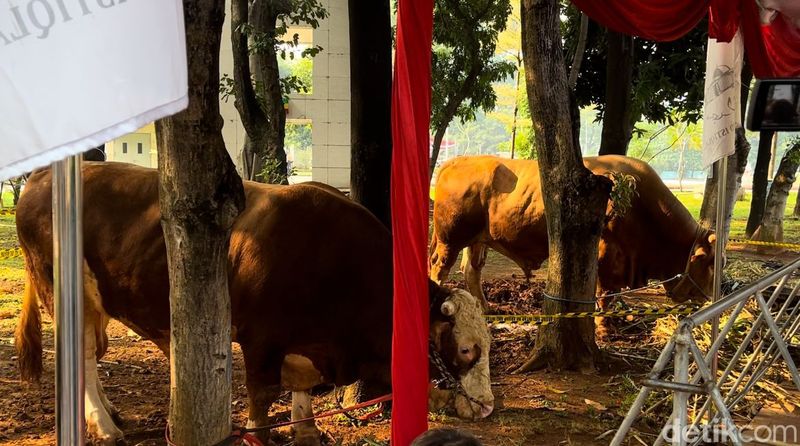 Sapi Ma'ruf Amin di Masjid Istiqlal, 17 Juni 2024. (Kurniawan Fadilah/detikcom)