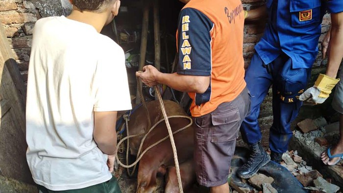 Momen BPBD mengevakuasi seekor sapi yang nyemplung sumur di Kelurahan Kutabanjarnegara. Banjarnegara, Senin (17/6/2024).
