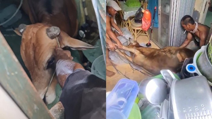 Sapi mengamuk dan masuk rumah warga di Palembang.