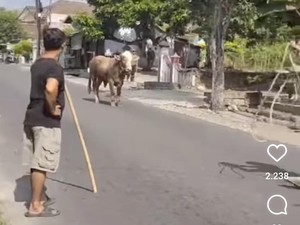 Viral Sapi Kurban di Gunungkidul Kabur, Keliling Sejauh 20 Km-Tercebur Sungai