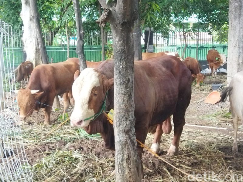 Sapi-sapi kurban Jokowi hingga Prabowo di Istiqlal, 17 Juni 2024. (Kurniawan Fadilah/detikcom)