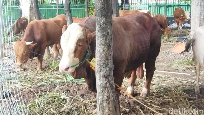 Sapi-sapi kurban Jokowi hingga Prabowo di Istiqlal, 17 Juni 2024. (Kurniawan Fadilah/detikcom)
