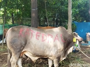 Masjid Istiqlal Terima Sapi Kurban dari Gereja Katedral