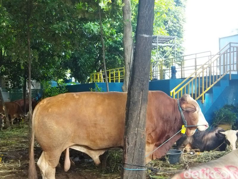 Sapi-sapi kurban Jokowi hingga Prabowo di Istiqlal, 17 Juni 2024. (Kurniawan Fadilah/detikcom)
