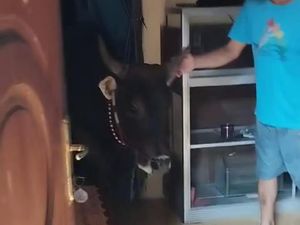 Sapi Kurban Kabur-Masuk ke Rumah di Jakut, Warga Kocar-Kacir
