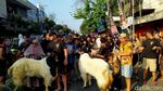 Melihat Tradisi Arak-arakan Hewan Kurban di Kota Malang